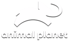Animal planet